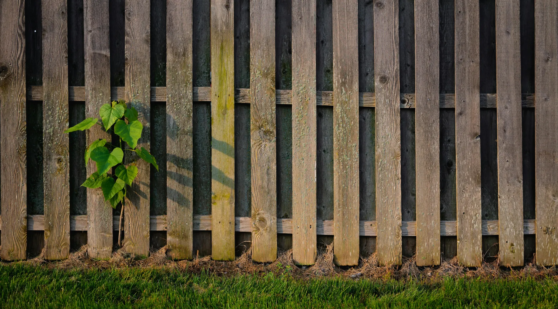 Custom wood privacy fencing featuring galvanized ring-shank nails.